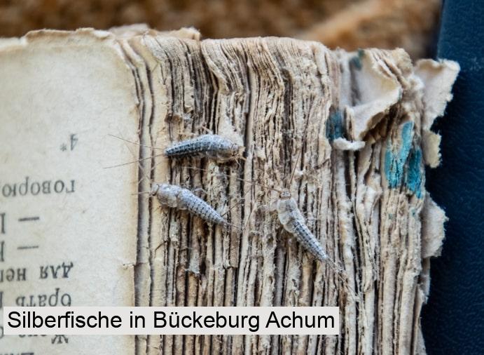 Silberfische in Bückeburg Achum